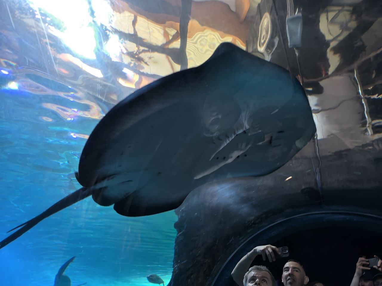 Płaszczka nad tunelem Afrykarium